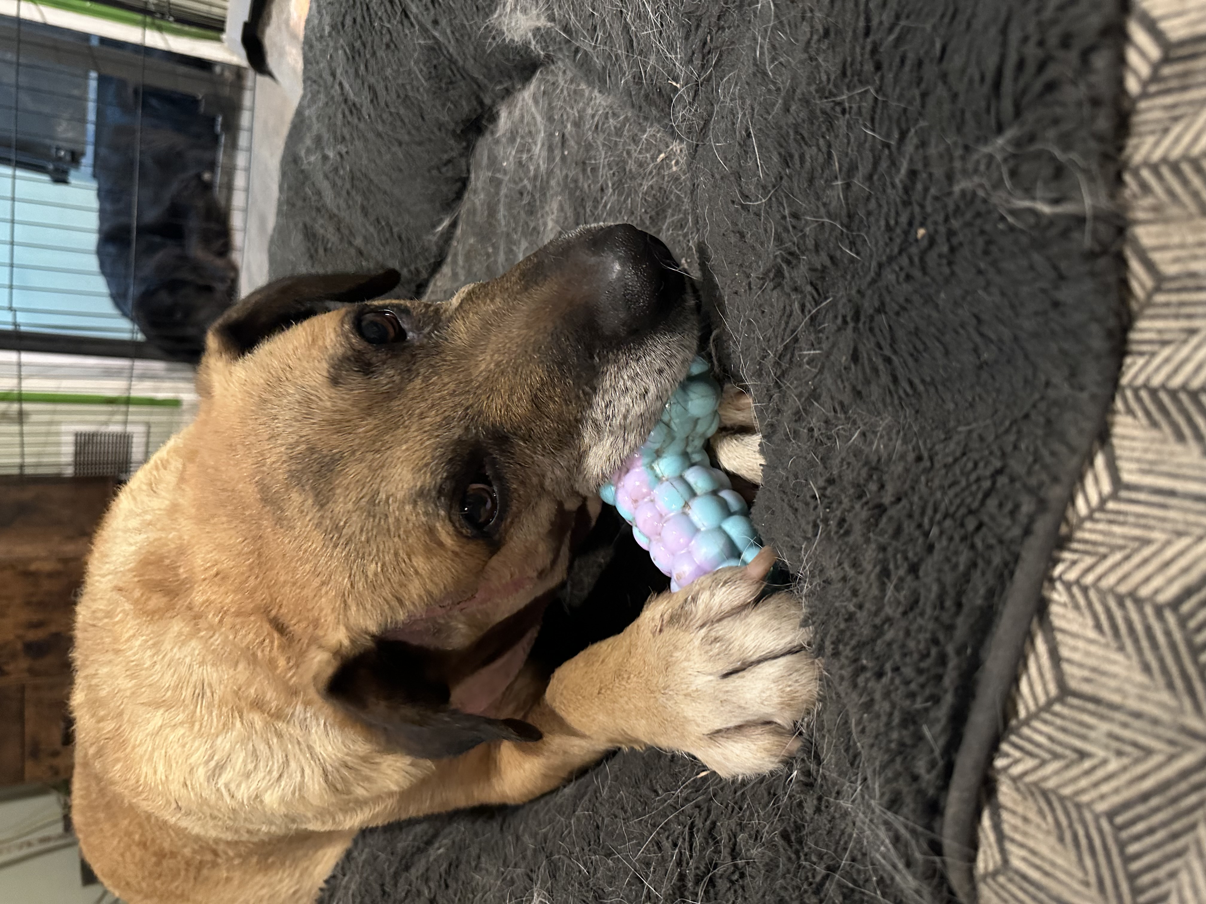 Enlarge Blaze, a Adoptable mixed breed in Roy, UT image 2/5