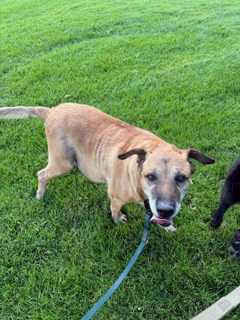 Blaze, Adoptable, Senior Male Yellow Labrador Retriever.