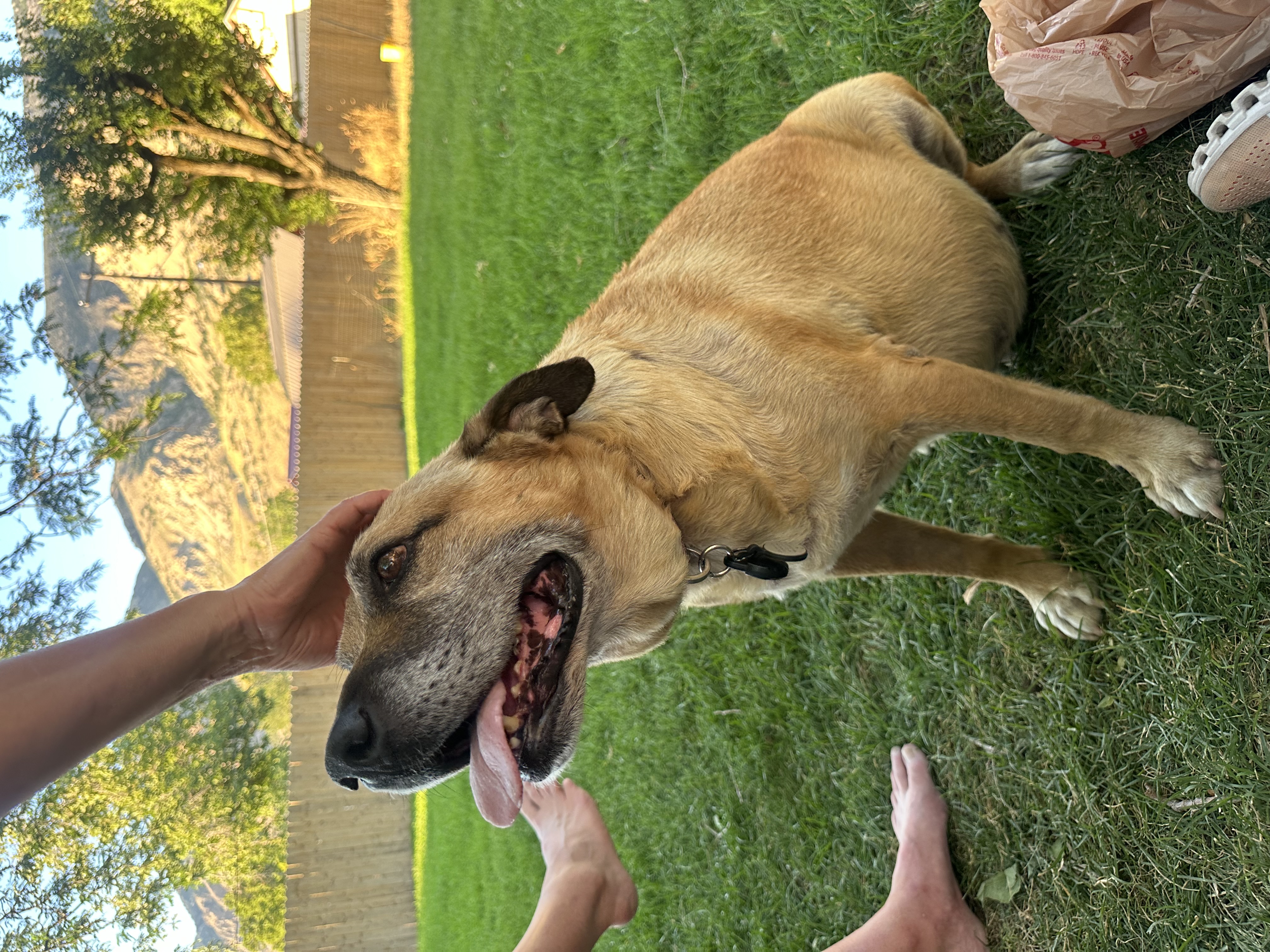 Enlarge Blaze, a Adoptable mixed breed in Roy, UT image 3/5