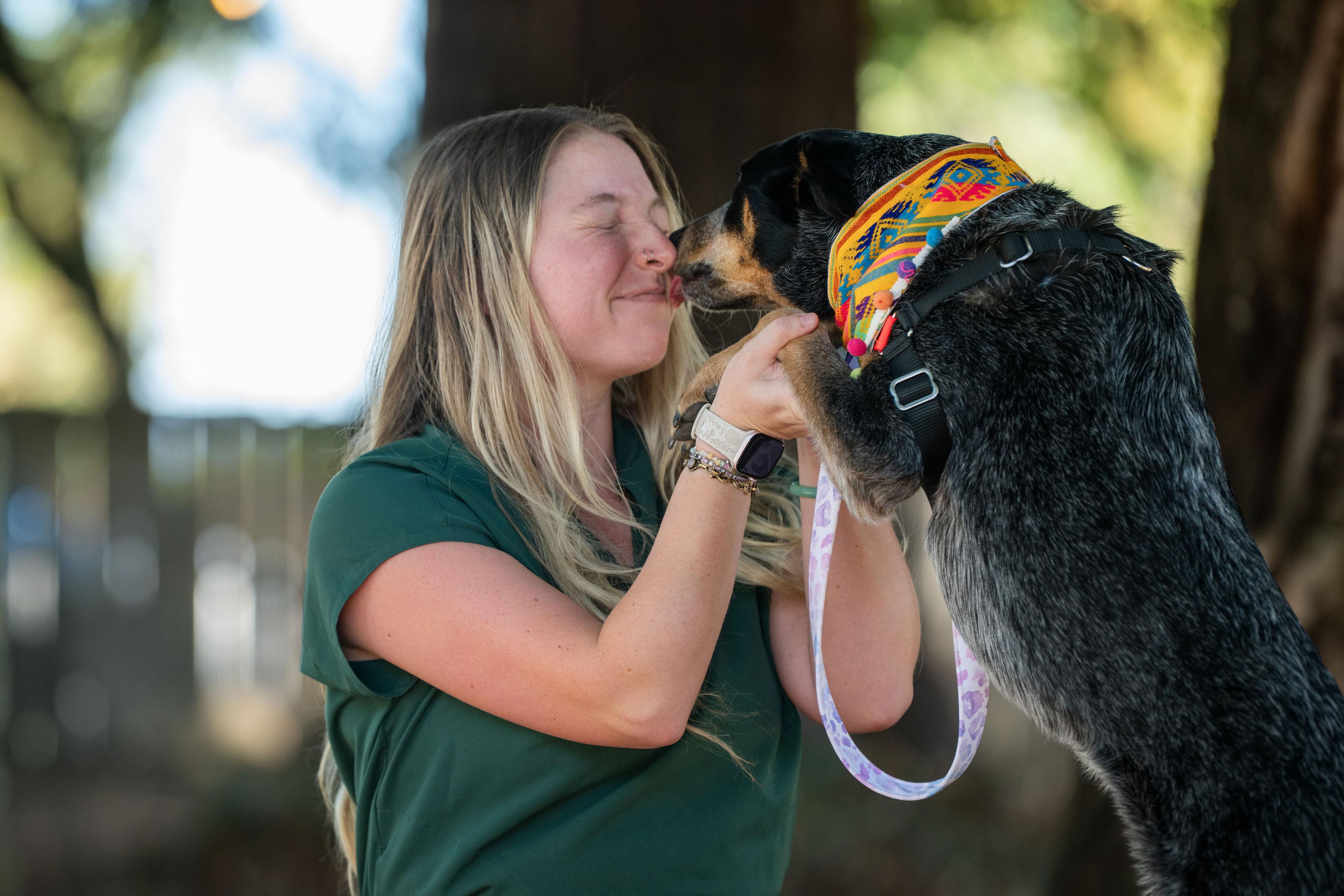 Enlarge Maya, a Adoptable mixed breed in Santa Rosa, CA image 5/6