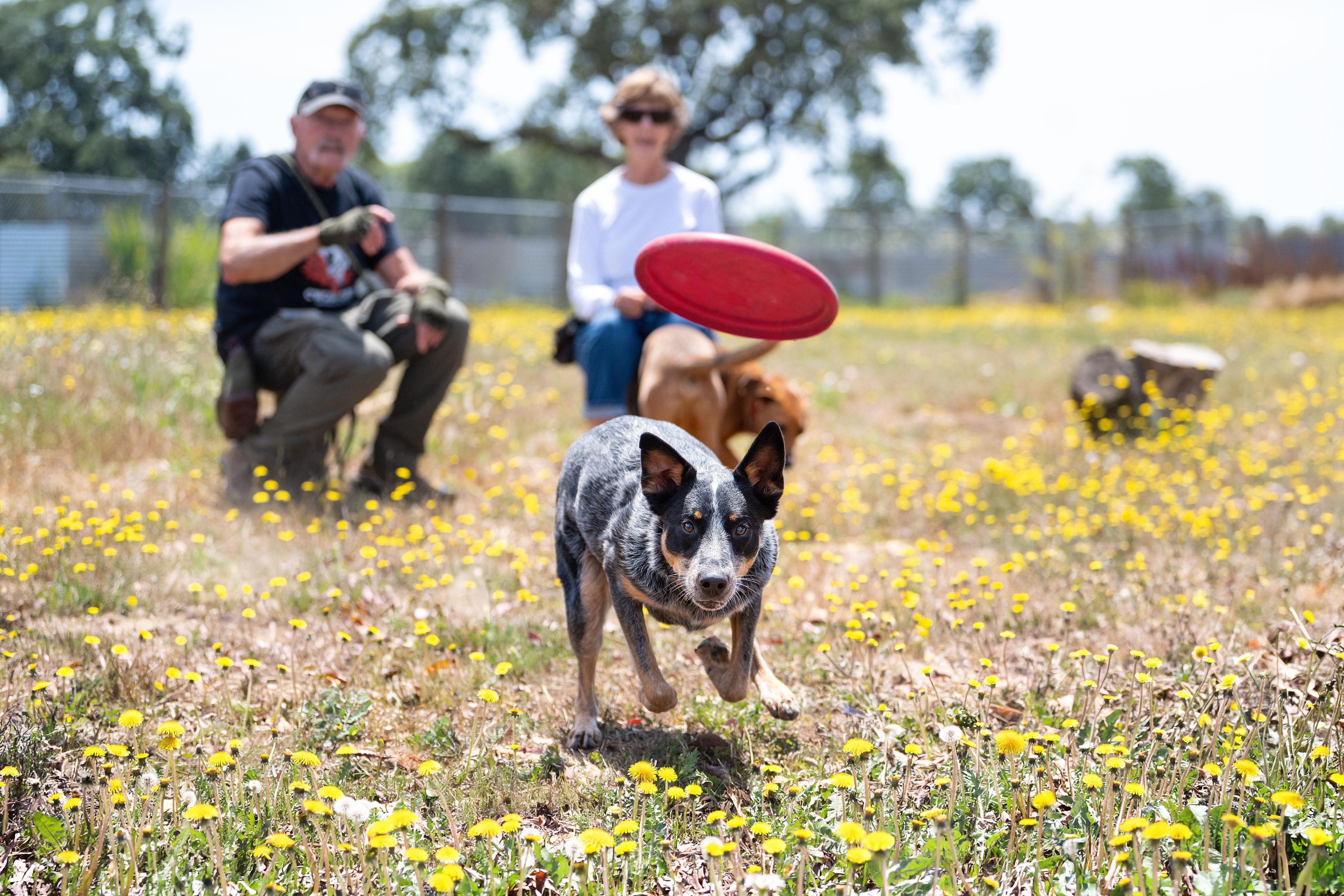 Enlarge Maya, a Adoptable mixed breed in Santa Rosa, CA image 4/6