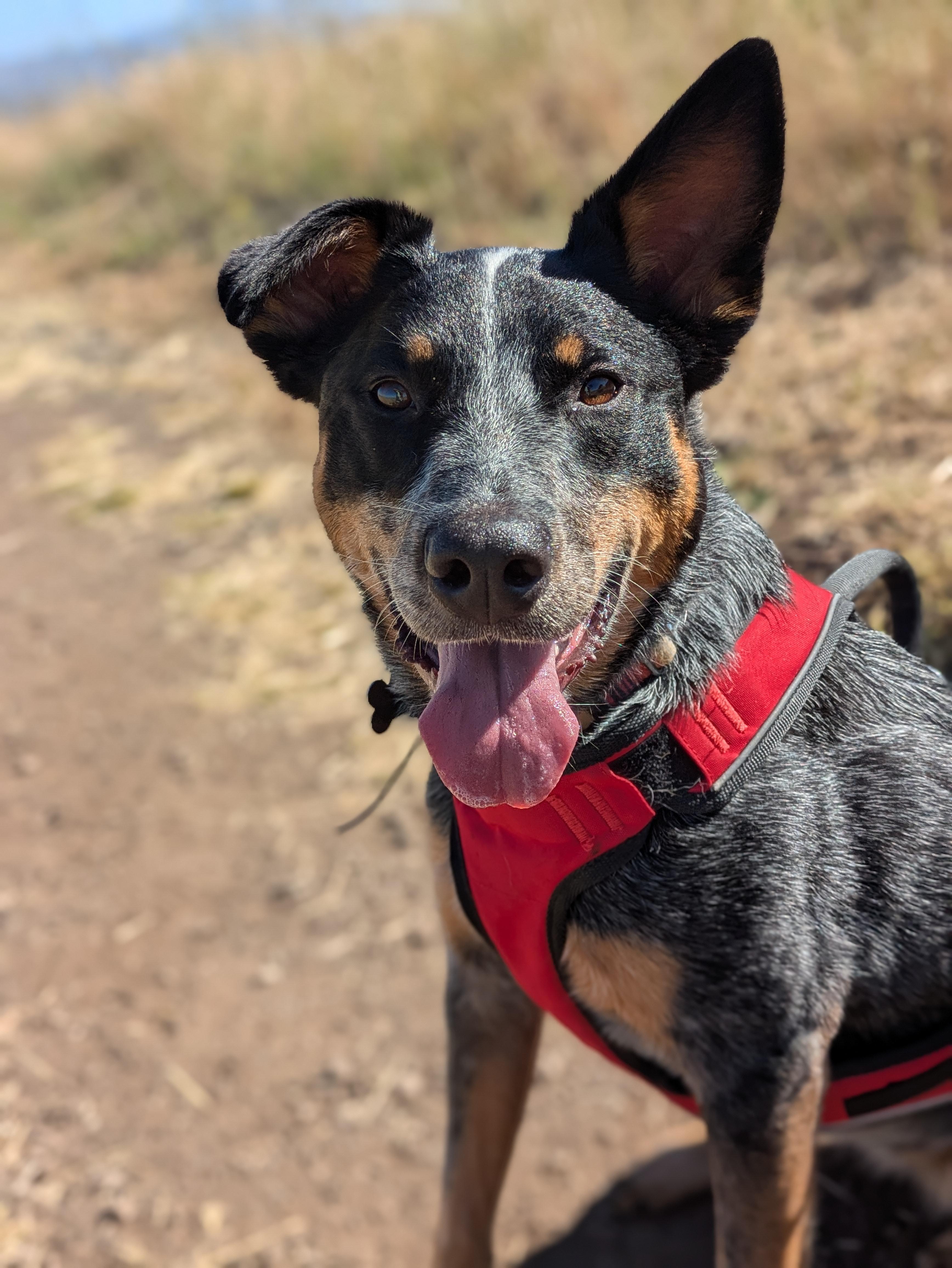 Enlarge Maya, a ADOPTABLE mixed breed in Santa Rosa, CA image 1/4