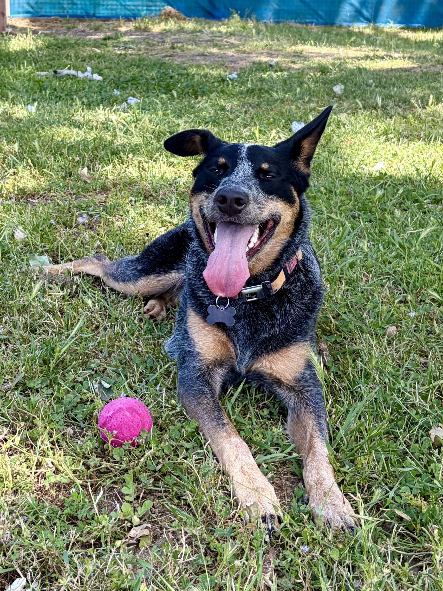 Enlarge Maya, a ADOPTABLE mixed breed in Santa Rosa, CA image 4/4
