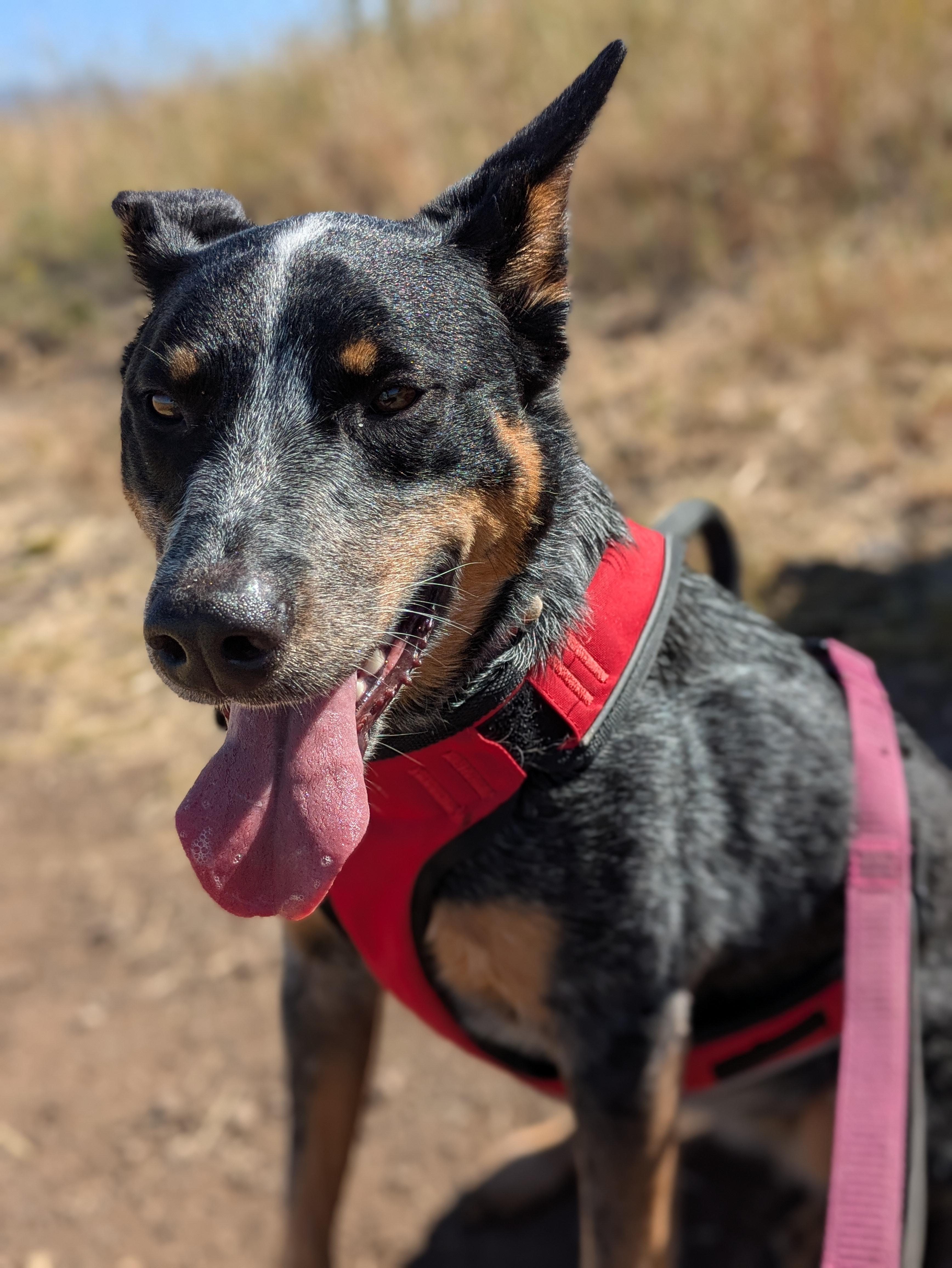 Enlarge Maya, a ADOPTABLE mixed breed in Santa Rosa, CA image 3/4