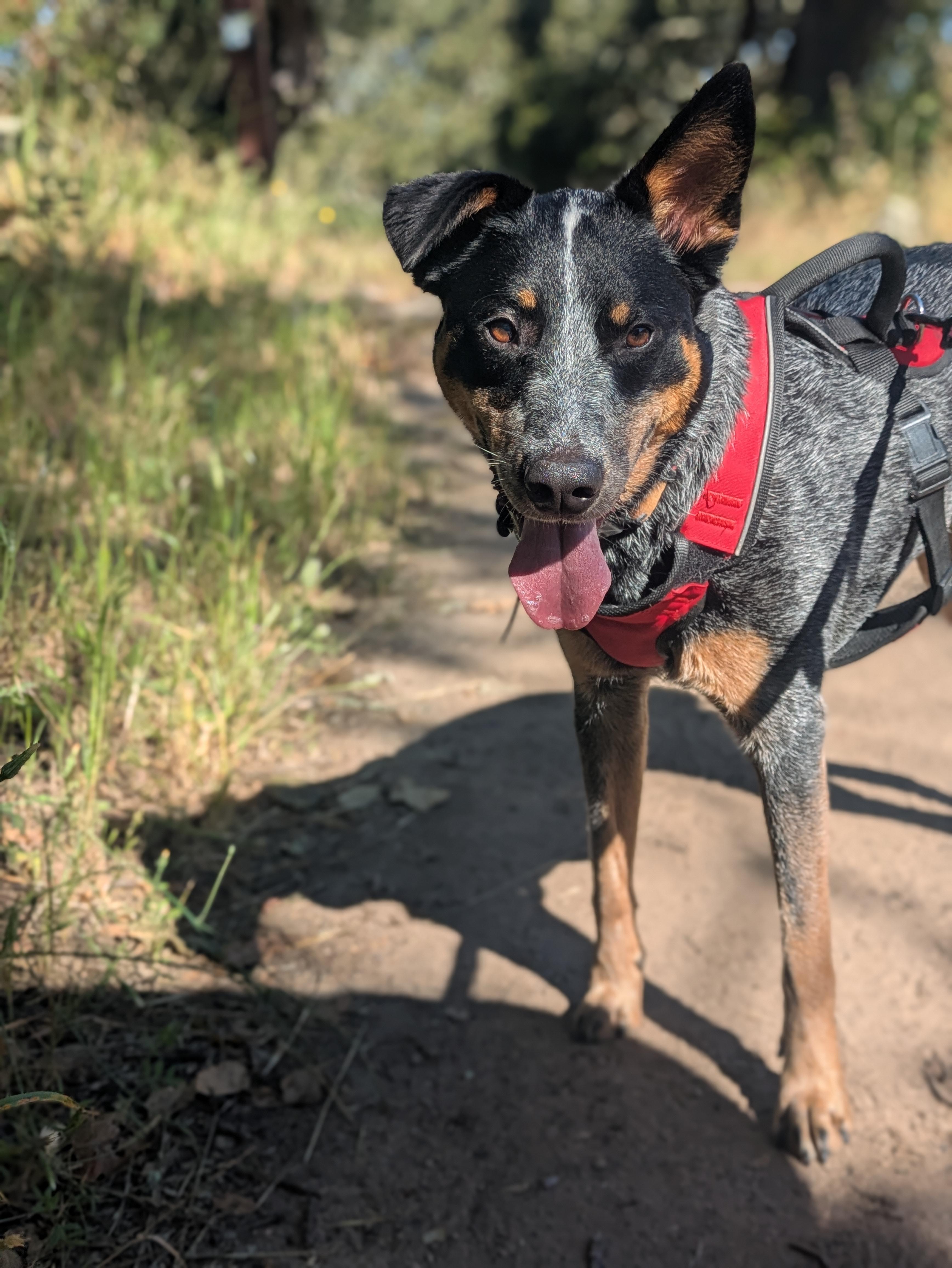 Enlarge Maya, a ADOPTABLE mixed breed in Santa Rosa, CA image 2/4