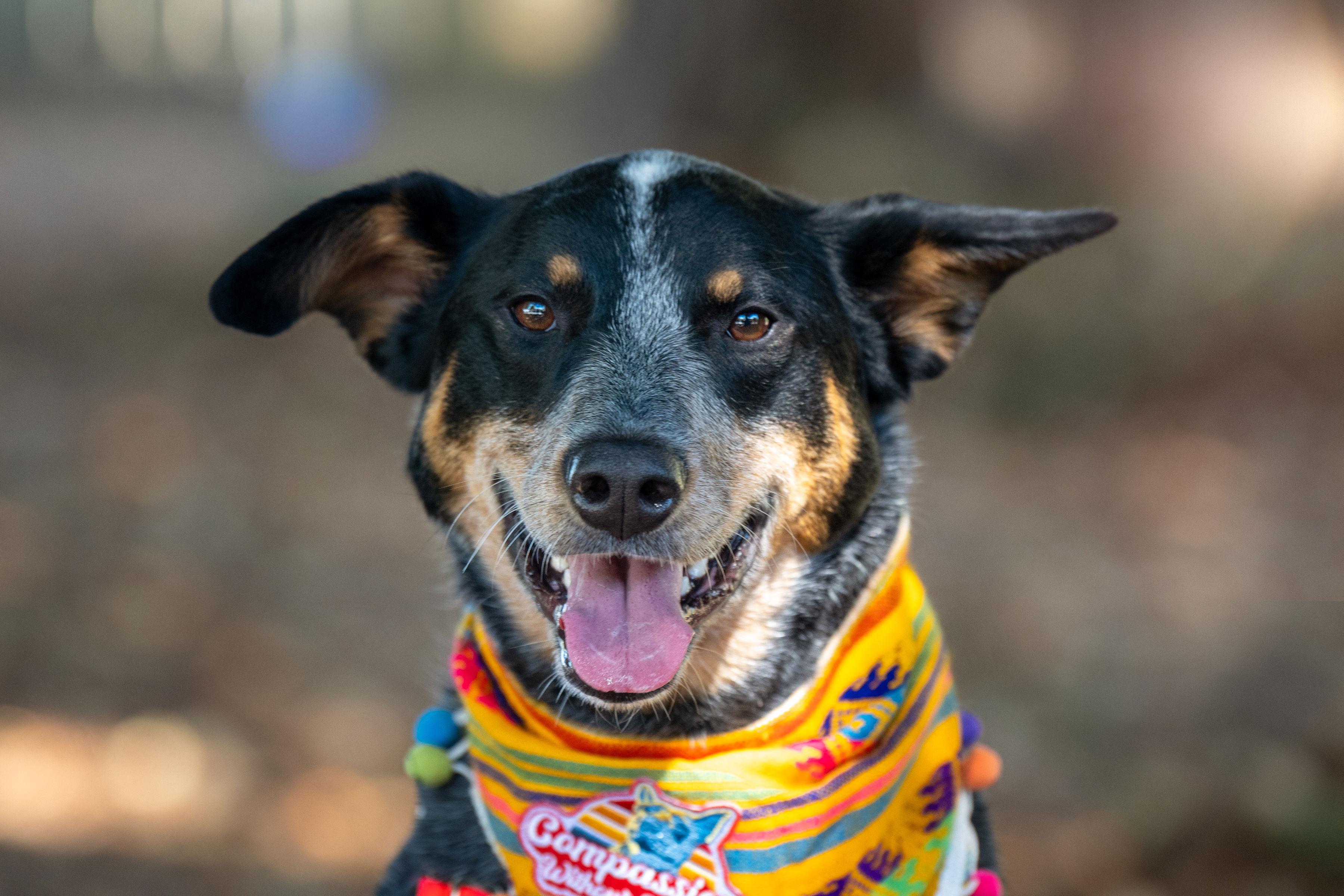 Enlarge Maya, a Adoptable mixed breed in Santa Rosa, CA image 1/6