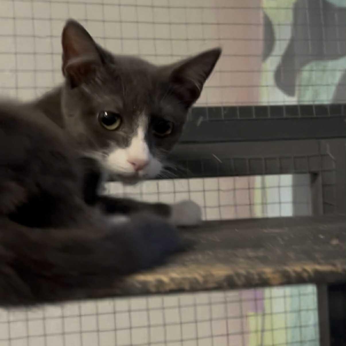 Jade, a Adoptable mixed breed in Antioch, CA image 1/2