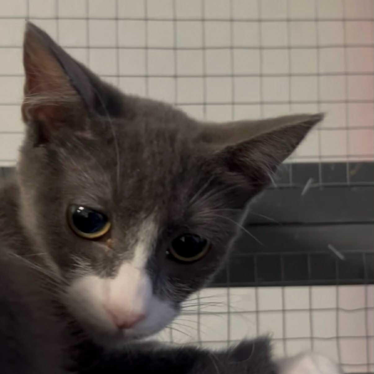 Jade, a Adoptable mixed breed in Antioch, CA image 2/2