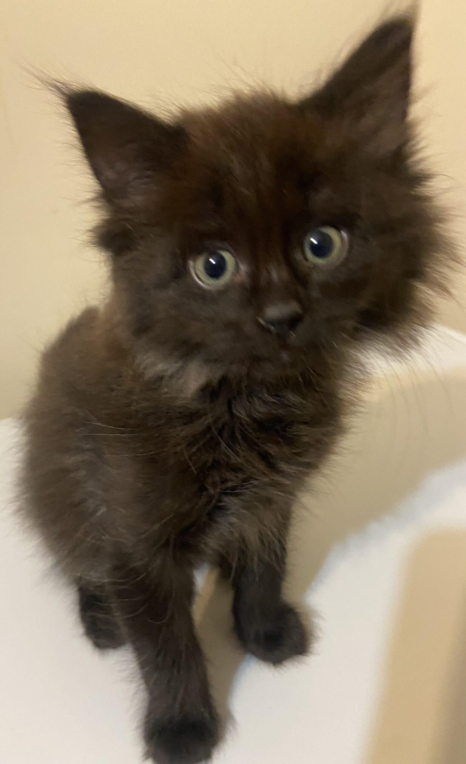 Enlarge Eclipse, a Adoptable Domestic Medium Hair in Calgary, AB image 1/1