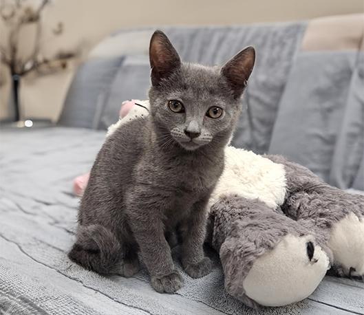 Violet, a ADOPTABLE Domestic Short Hair in Charles Town, WV image 2/3