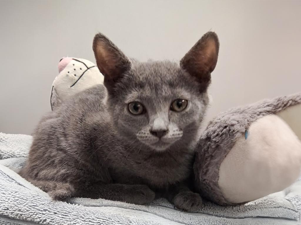Violet, a ADOPTABLE Domestic Short Hair in Charles Town, WV image 3/3