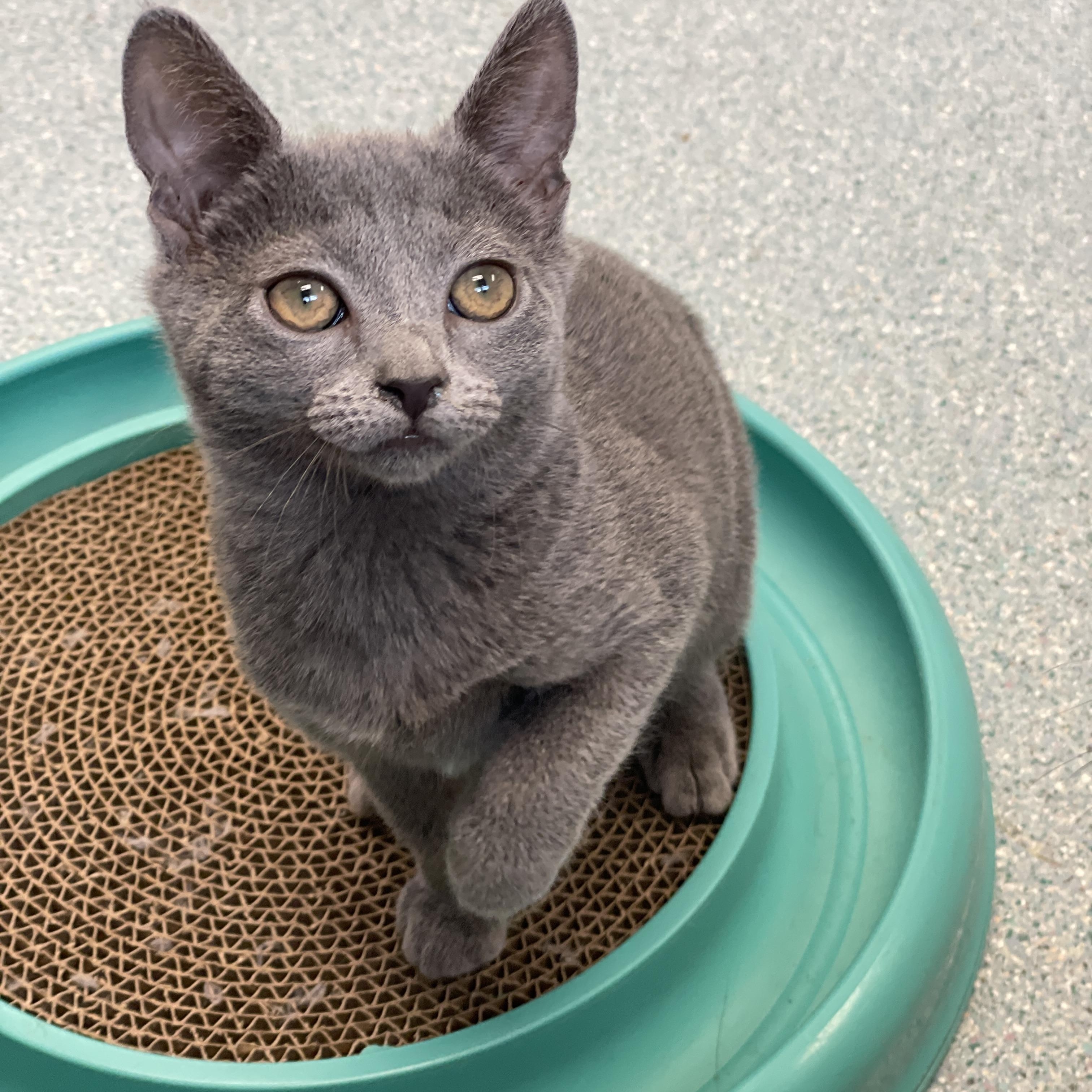 Violet, ADOPTABLE, Kitten Female Domestic Short Hair.