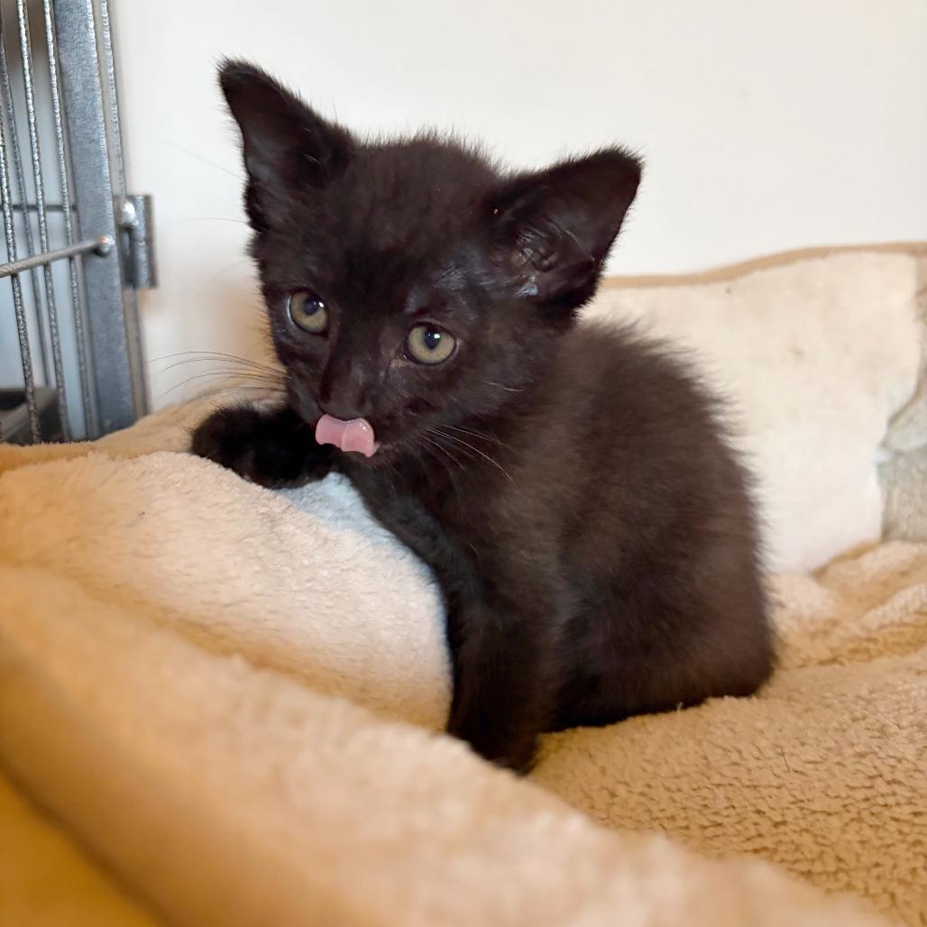 Enlarge Onyx, a Adoptable Domestic Short Hair in Wichita, KS image 1/5