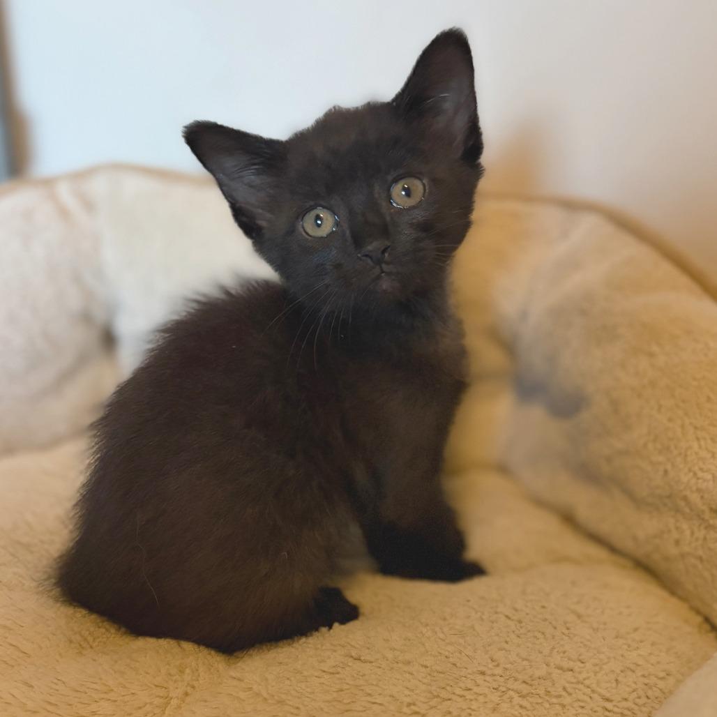 Enlarge Onyx, a Adoptable Domestic Short Hair in Wichita, KS image 2/5