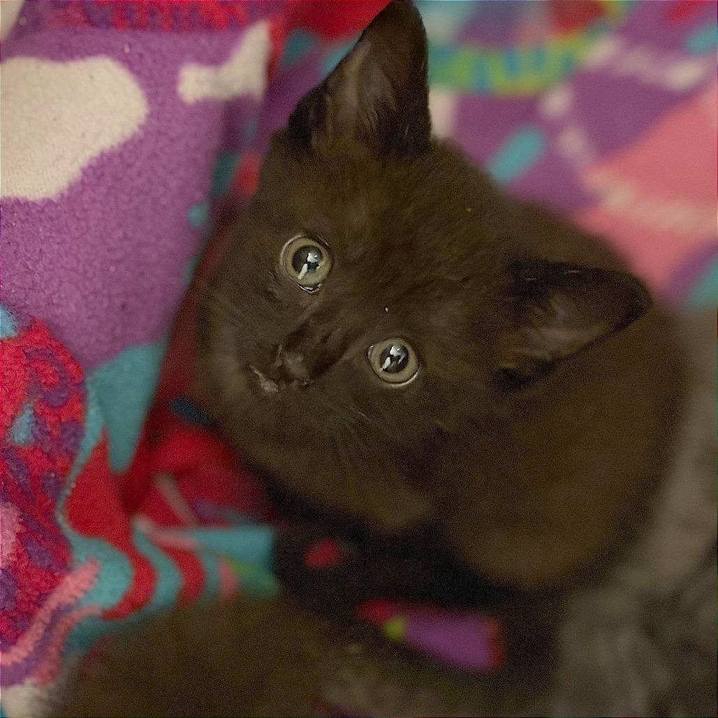 Enlarge Onyx, a Adoptable Domestic Short Hair in Wichita, KS image 3/5
