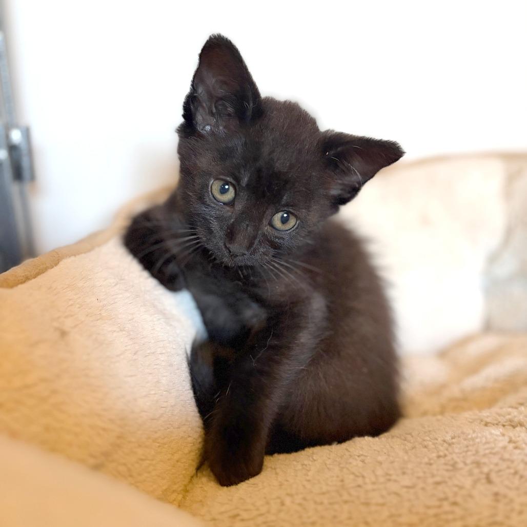 Enlarge Onyx, a Adoptable Domestic Short Hair in Wichita, KS image 4/5