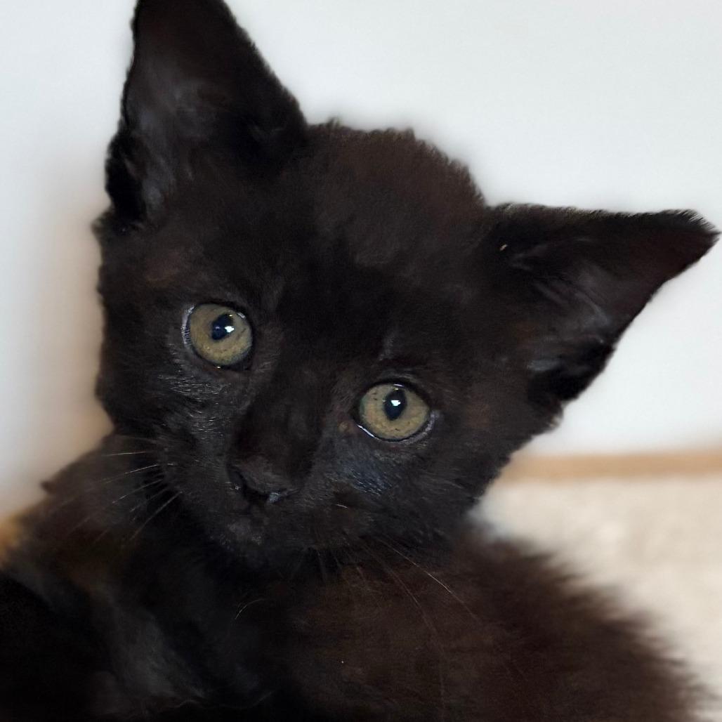 Enlarge Onyx, a Adoptable Domestic Short Hair in Wichita, KS image 5/5