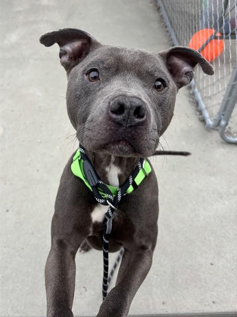 Enlarge RAMON, a Adoptable mixed breed in Lincolnton, NC image 1/1