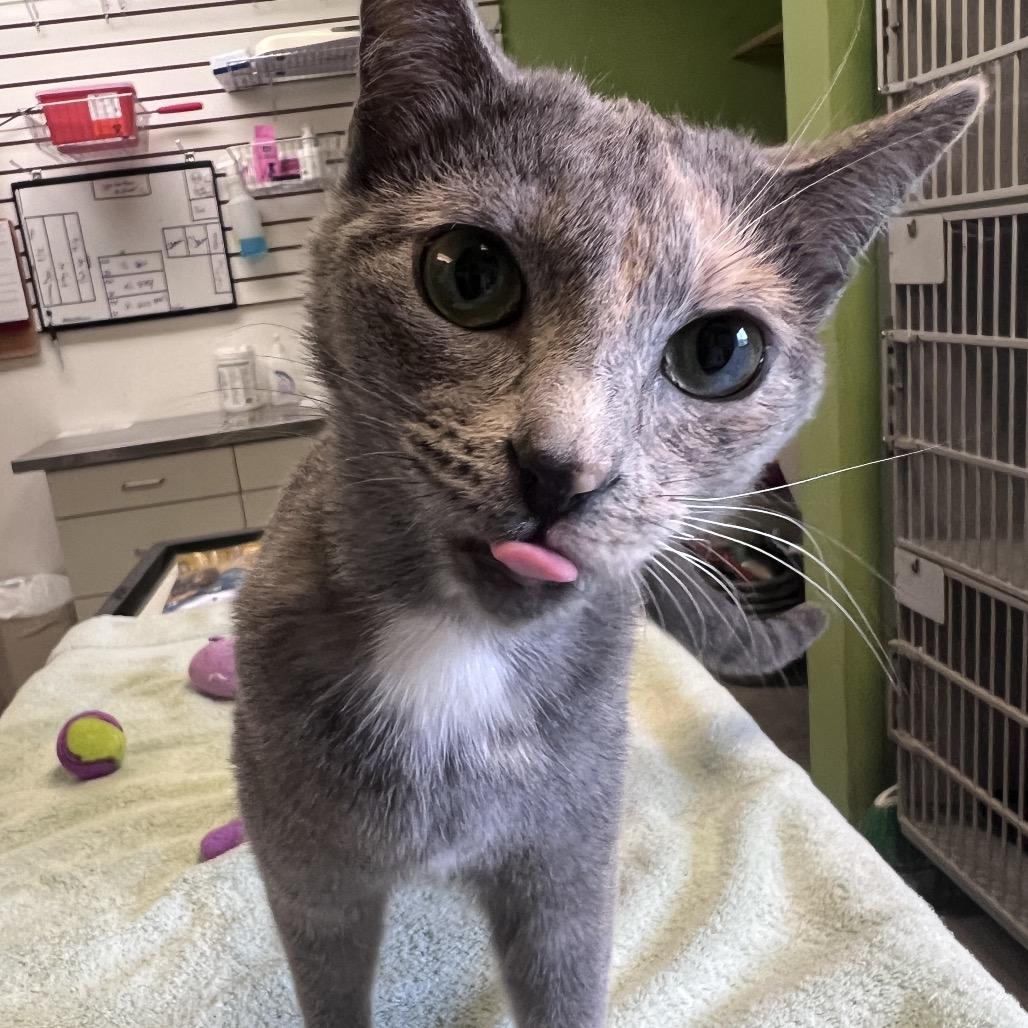 Grace, Adoptable, Young Female Domestic Short Hair.