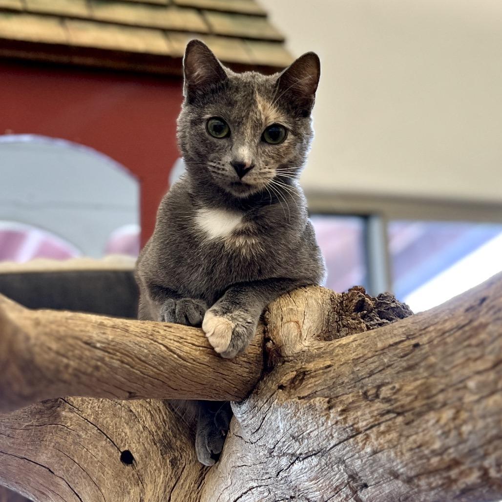 Enlarge Grace, a Adoptable Domestic Short Hair in Glenwood Springs, CO image 2/6