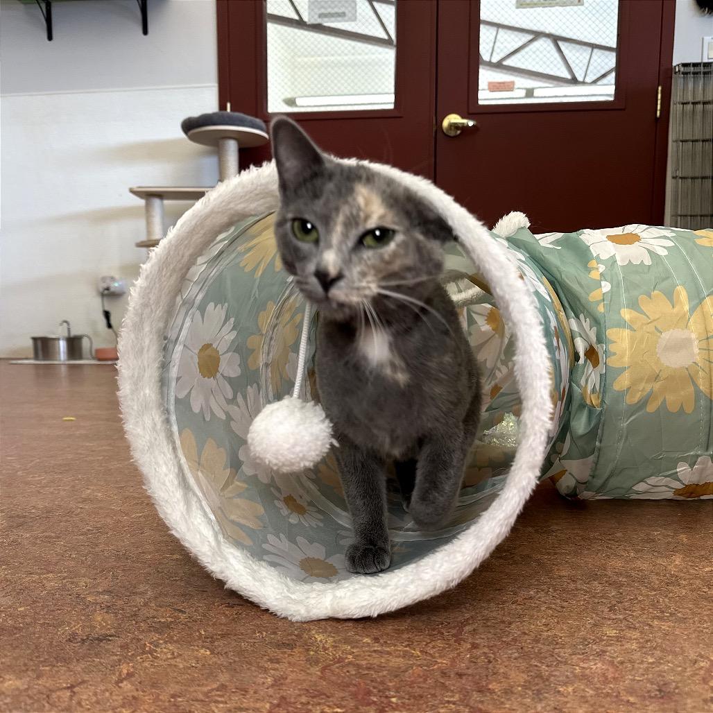 Enlarge Grace, a Adoptable Domestic Short Hair in Glenwood Springs, CO image 3/6