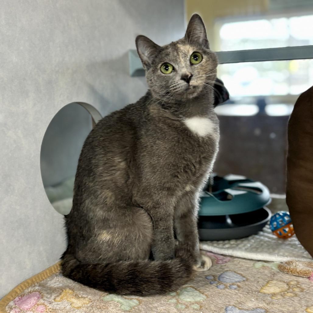 Enlarge Grace, a Adoptable Domestic Short Hair in Glenwood Springs, CO image 4/6