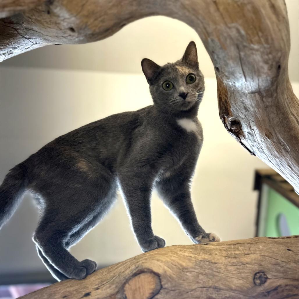 Enlarge Grace, a Adoptable Domestic Short Hair in Glenwood Springs, CO image 5/6