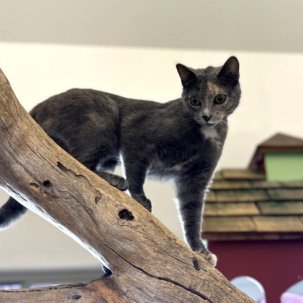Enlarge Grace, a Adoptable Domestic Short Hair in Glenwood Springs, CO image 6/6