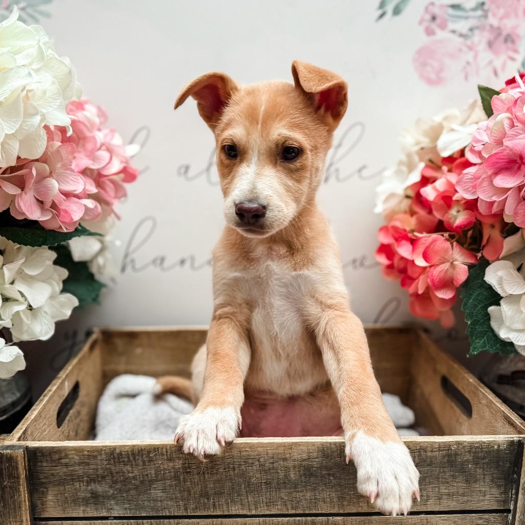 Marie, Adoptable, Puppy Female Terrier.