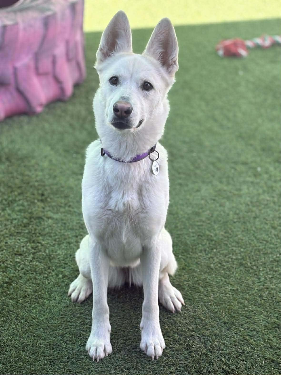 Lilac, adopted, Young Female German Shepherd Dog.