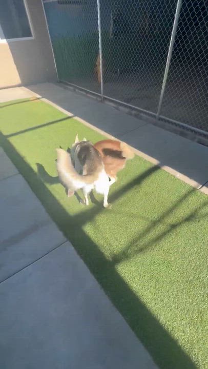 Enlarge Lilac, an adopted mixed breed in Phoenix, AZ video 3/3