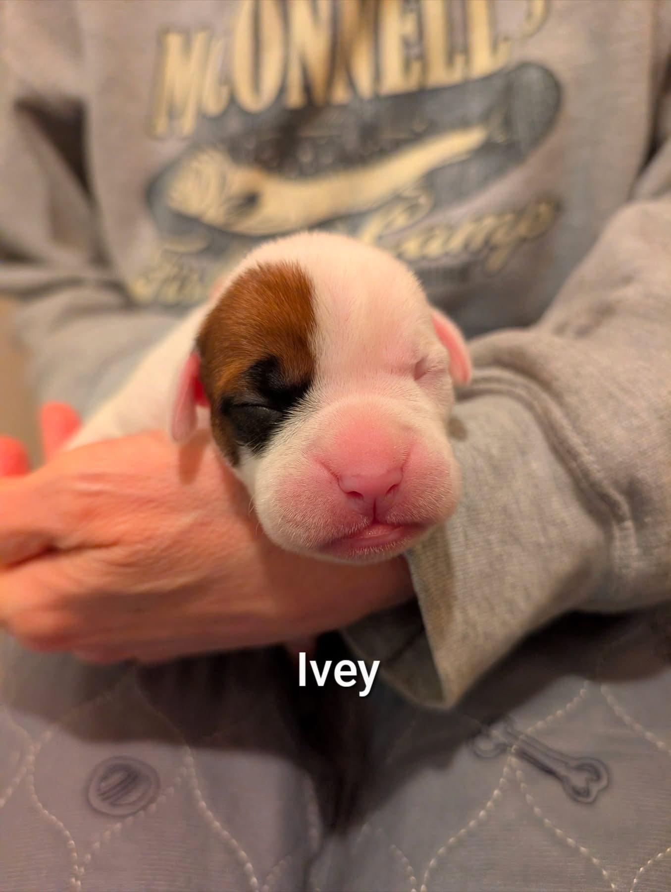 Enlarge Ivey, a Adopted Boxer in Stanwood, WA image 1/2