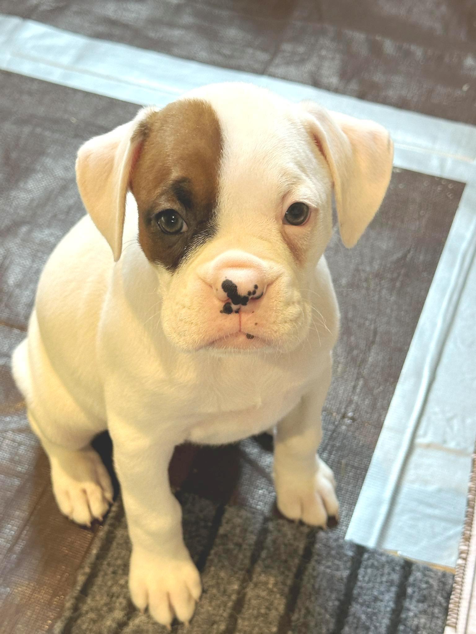 Enlarge Ivey, a Adopted Boxer in Stanwood, WA image 2/2