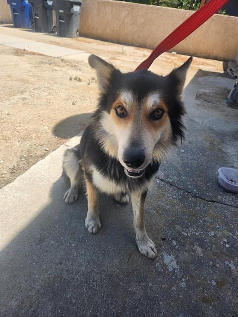 Bean - URGENT, adopted, Young Male Border Collie.