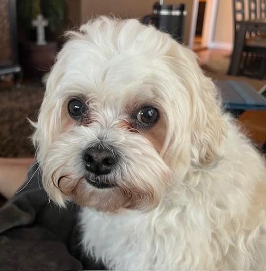 Teddy, ADOPTABLE, Senior Male Shih Tzu & Bichon Frise.