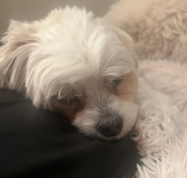 Enlarge Teddy, a ADOPTABLE mixed breed in Englishtown, NJ image 2/2