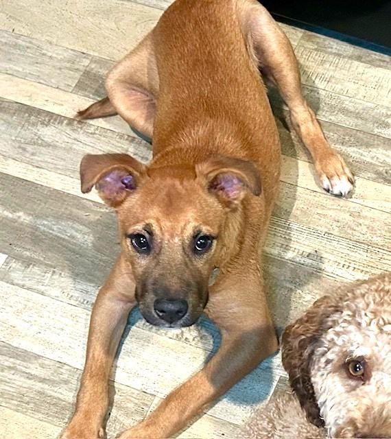 Enlarge Bubba, a Adoptable mixed breed in Irmo, SC image 2/4
