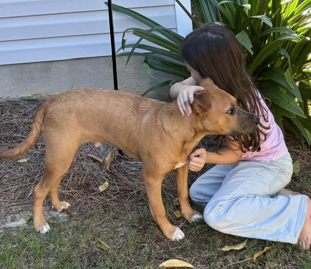 Enlarge Bubba, a Adoptable mixed breed in Irmo, SC image 1/4