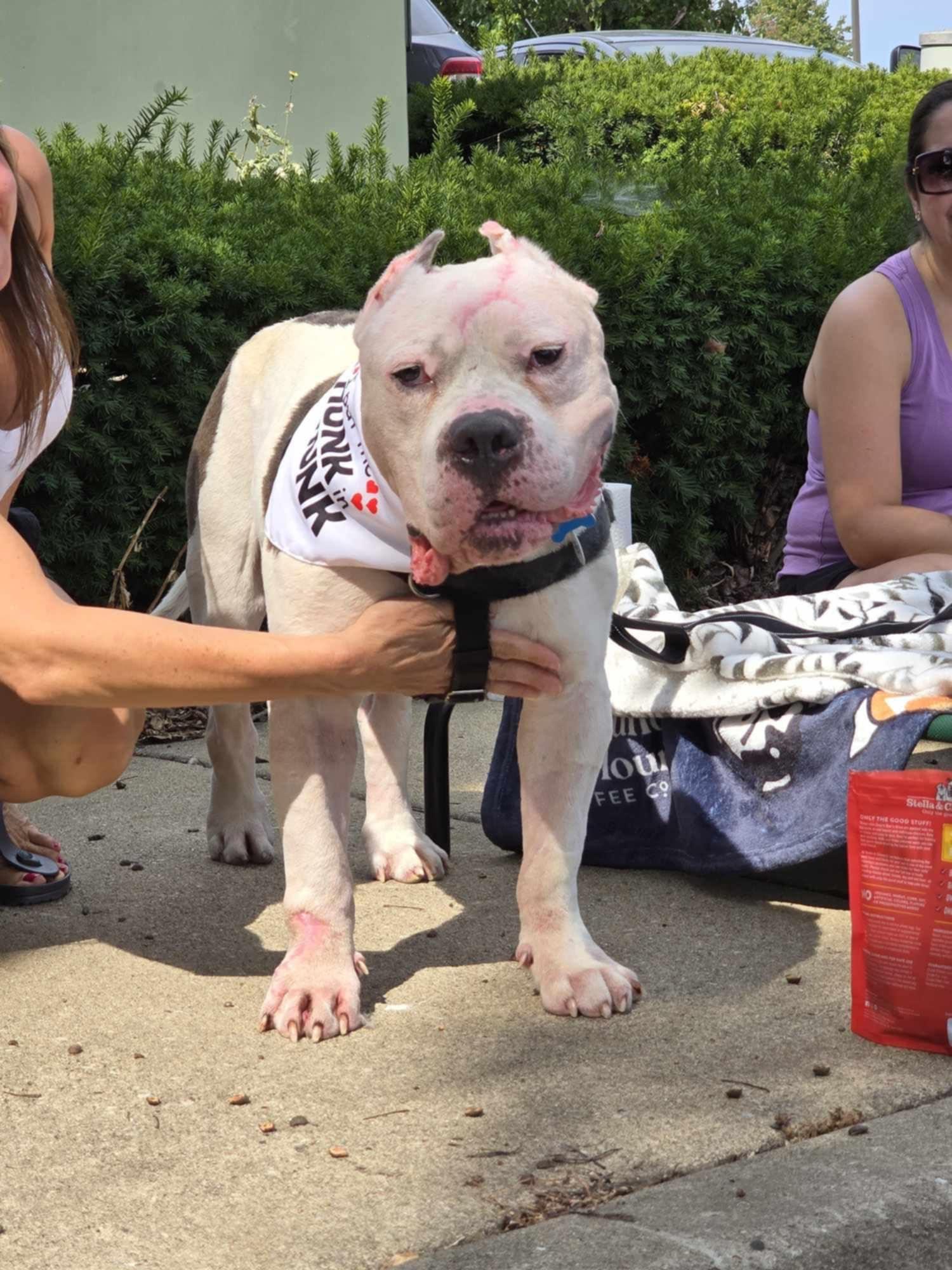 Atticus, Adoptable, Adult Male American Staffordshire Terrier & Pit Bull Terrier.