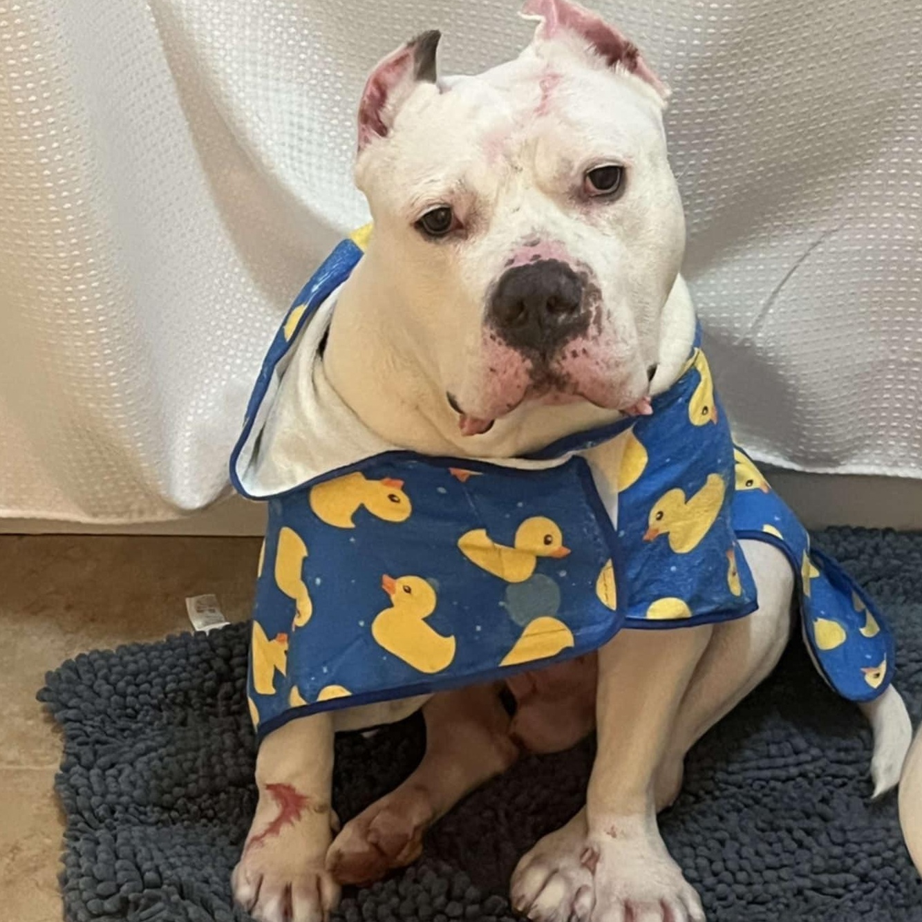 Enlarge Atticus, a Adoptable mixed breed in Warrenville, IL image 2/5