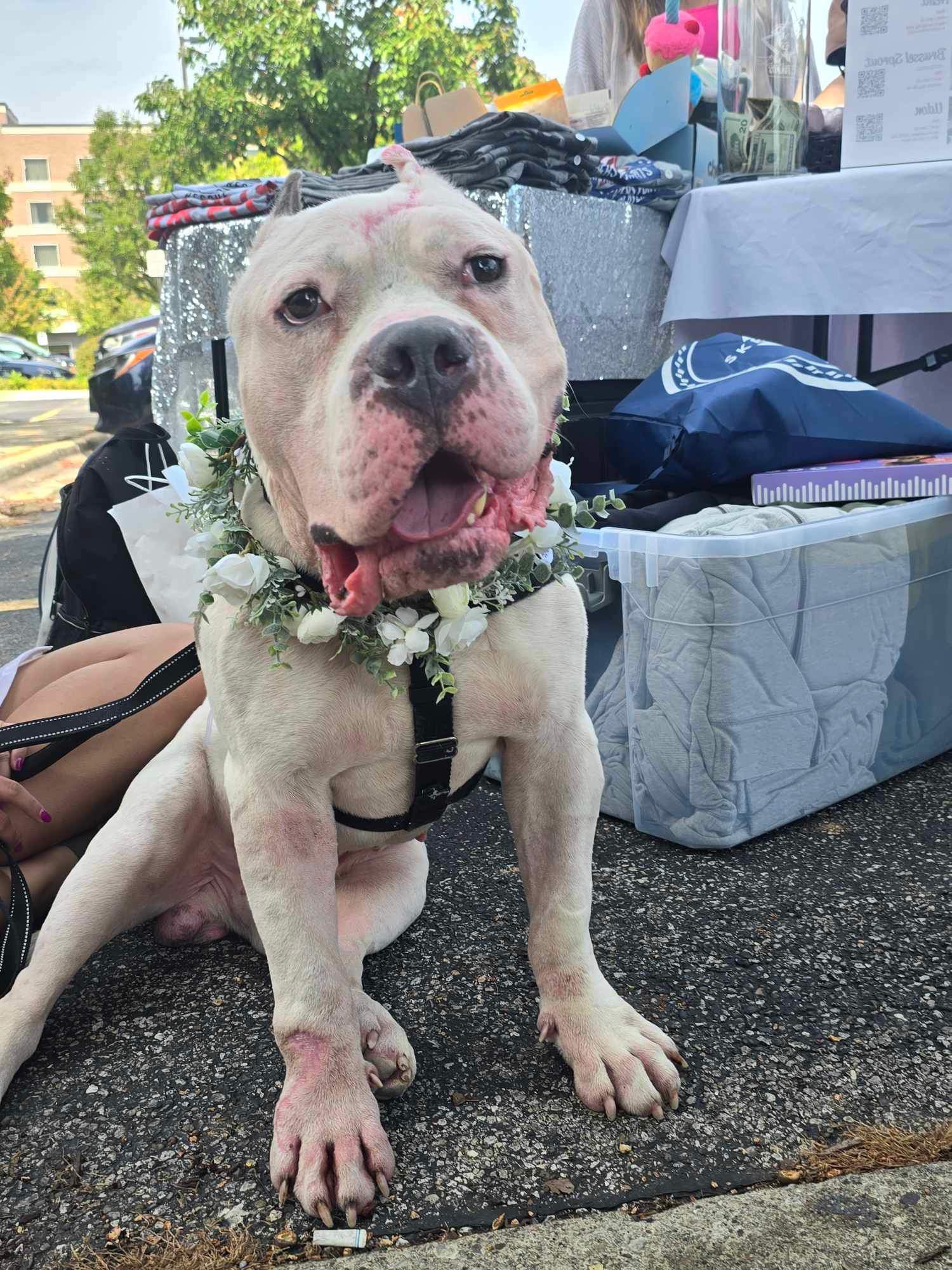 Atticus, Adoptable, Adult Male American Staffordshire Terrier & Pit Bull Terrier.