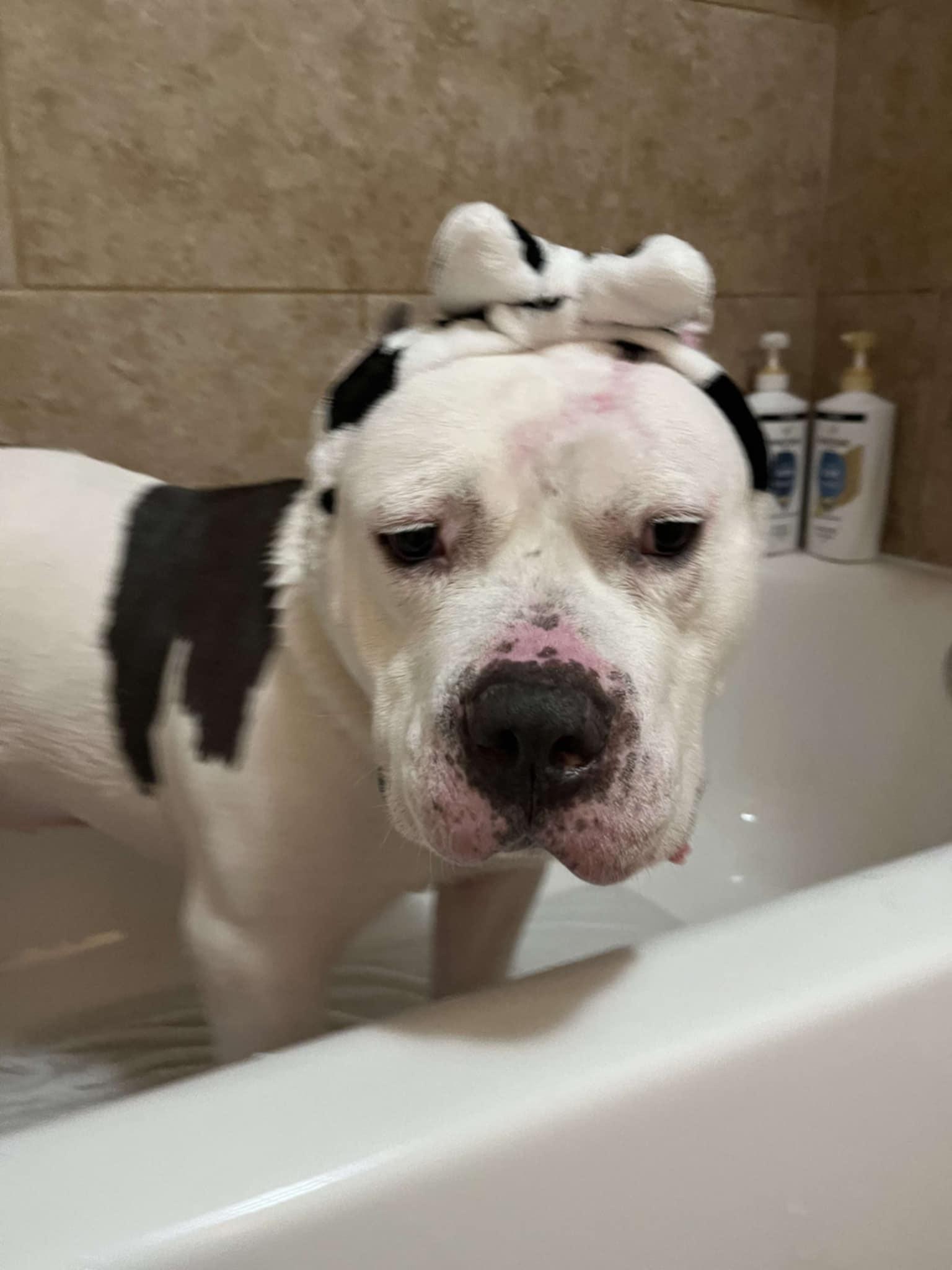 Enlarge Atticus, a Adoptable mixed breed in Warrenville, IL image 3/5