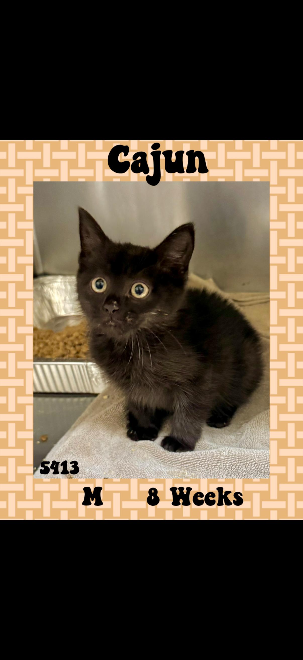 Cajun, ADOPTABLE, Kitten Male American Shorthair.