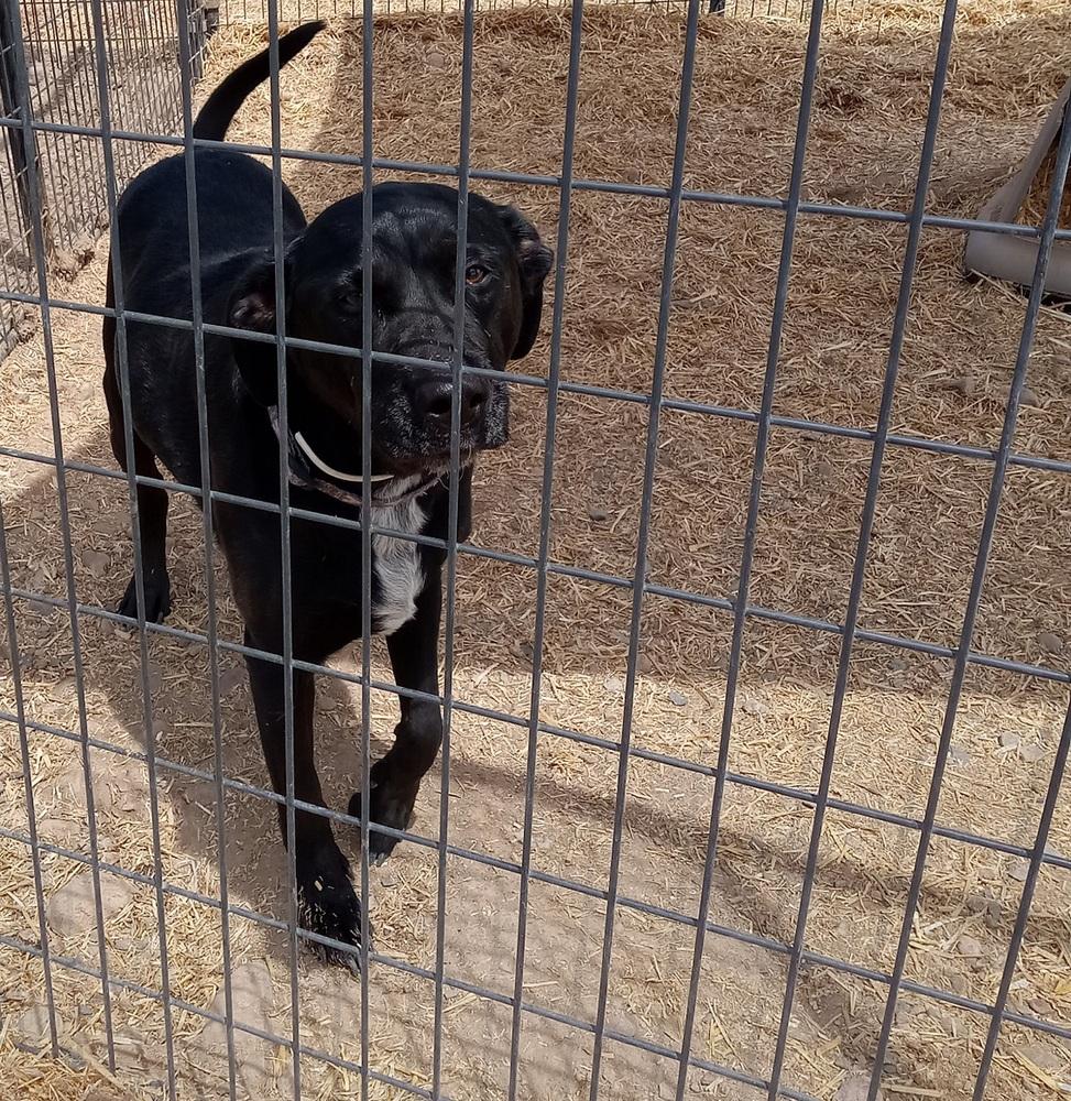 Riley, Adoptable, Senior Male Labrador Retriever.