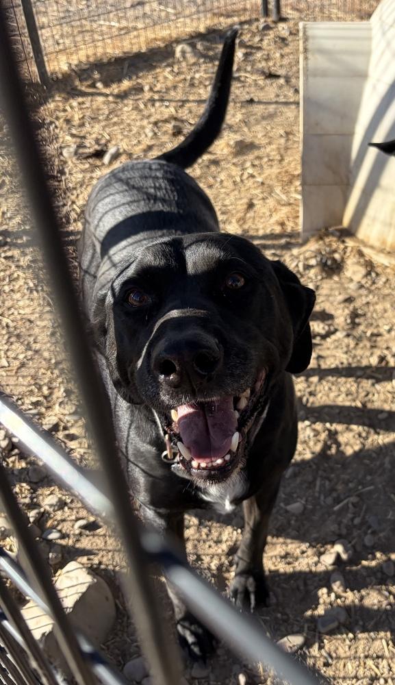 Riley, a Adoptable mixed breed in Challis, ID image 2/4