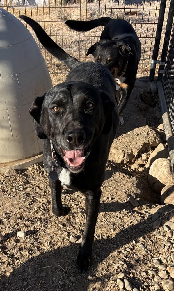 Riley, a Adoptable mixed breed in Challis, ID image 3/4