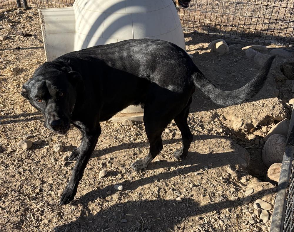Riley, a Adoptable mixed breed in Challis, ID image 4/4