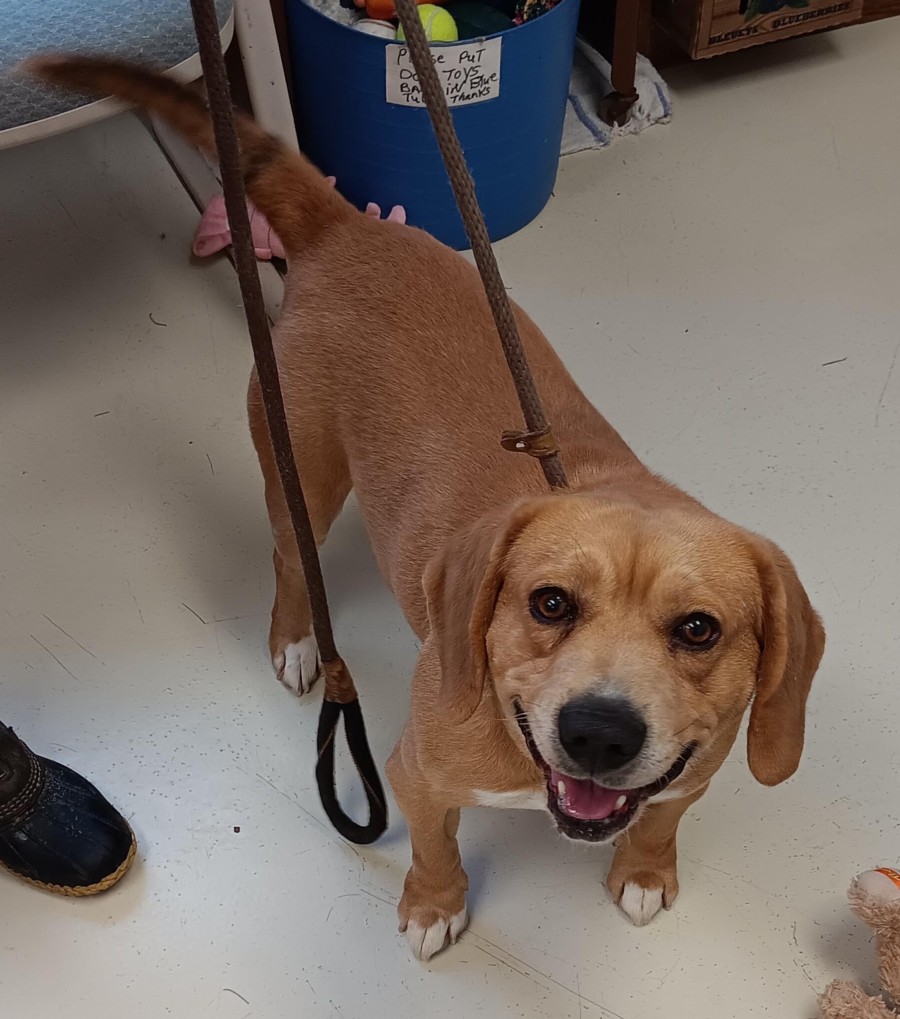 Dan, adopted, Adult Male Beagle.