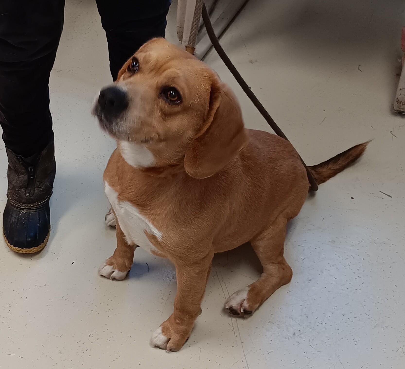 Enlarge Dan, an adopted mixed breed in Springfield, OH image 2/2