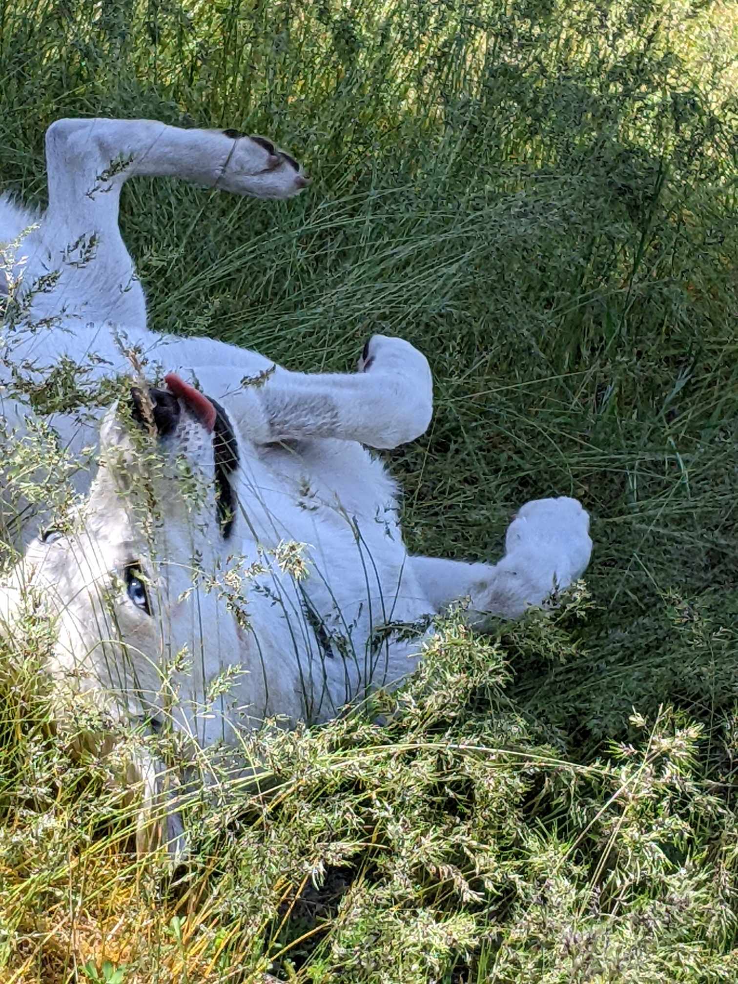 Enlarge Annie Mae Husky mix  California, a Adoptable mixed breed in Oakhurst, CA image 3/4